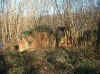 Fou22fev03-007.JPG (82675 octets)