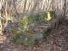 Fou22fev03-009.JPG (71259 octets)